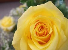 Yellow Roses